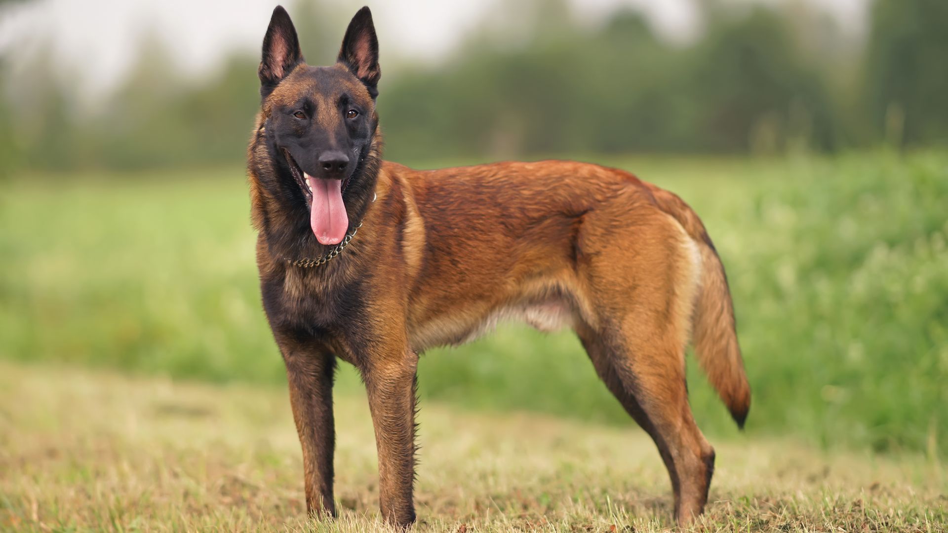 Belgian Shepherd Dog (Malinois)